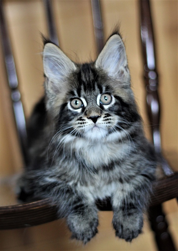 Baturin  Monterini - Kitten maine-coon 2 months 1 week