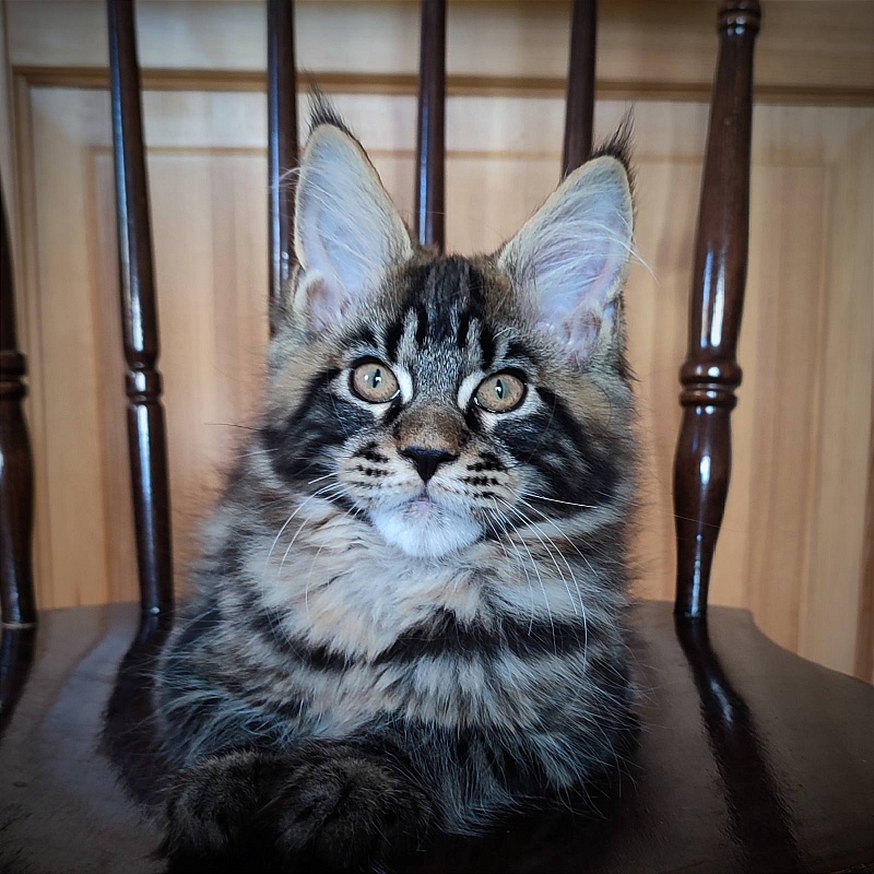 Baturin  Monterini - Kitten maine-coon 3 months 1.5 week