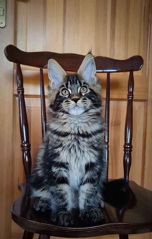 Baturin  Monterini - Kitten maine-coon 3 months 1.5 week