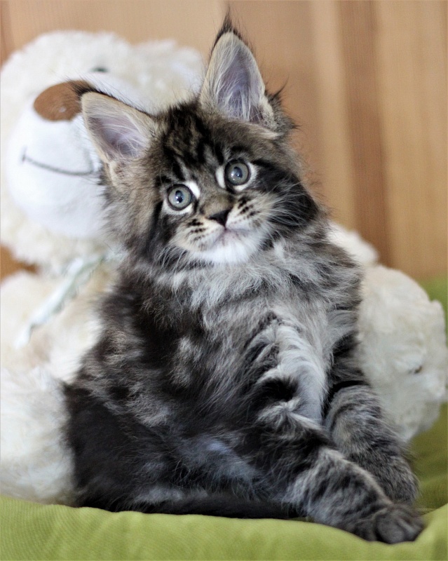Baturin  Monterini - Kitten maine-coon 1 month 2 weeks