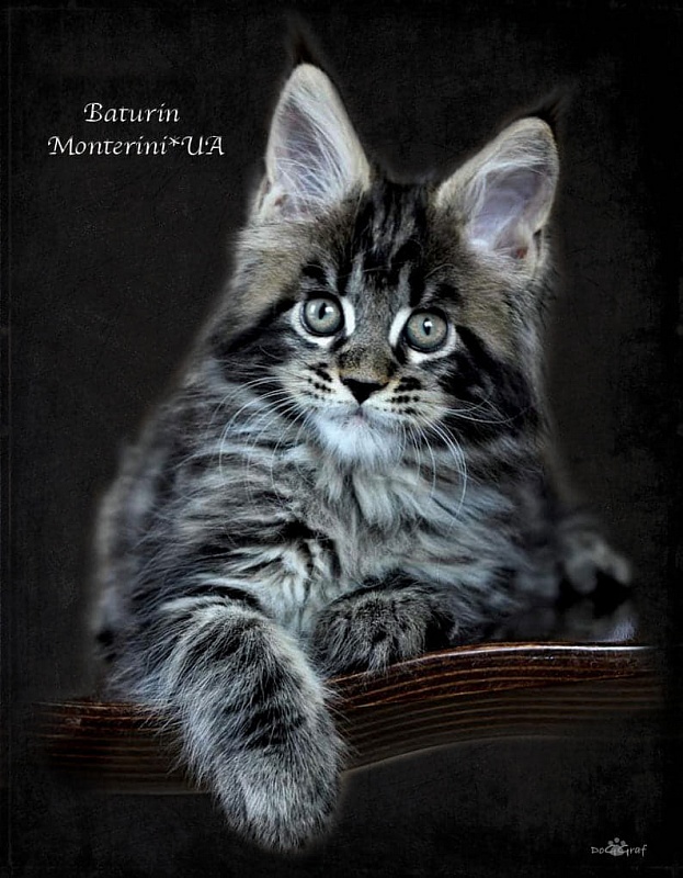Baturin  Monterini - Kitten maine-coon 1 month 4 weeks