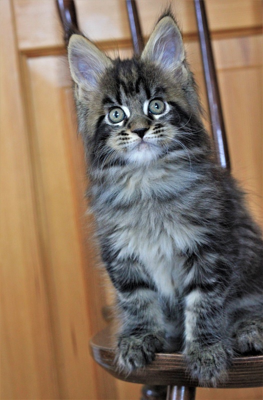 Baturin  Monterini - Kitten maine-coon 1 month 4 weeks