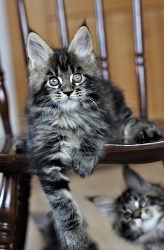 Baturin  Monterini - Kitten maine-coon 1 month 4 weeks