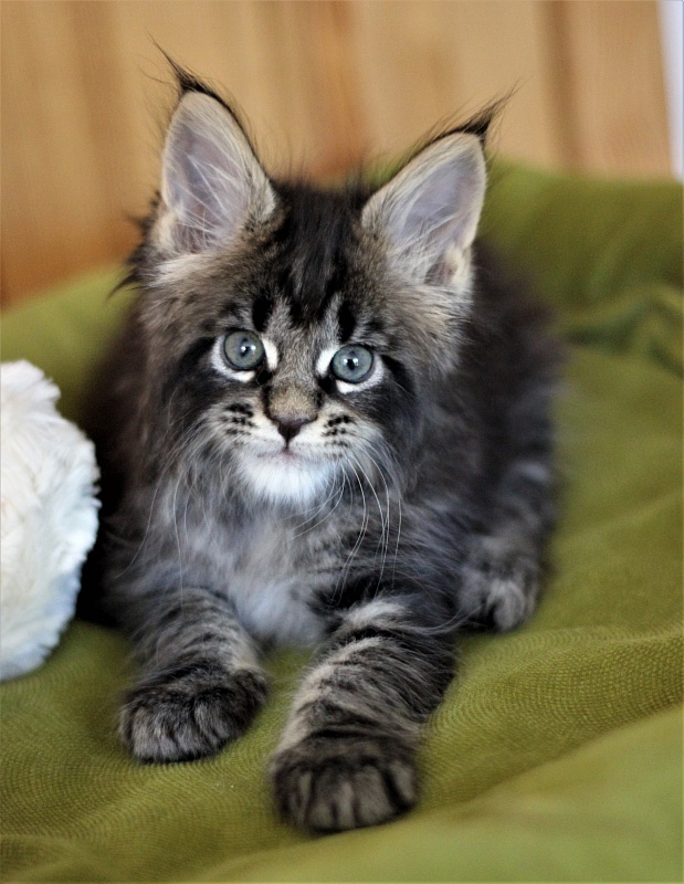 Baiden Monterini - Kitten maine-coon 1 month 2 weeks