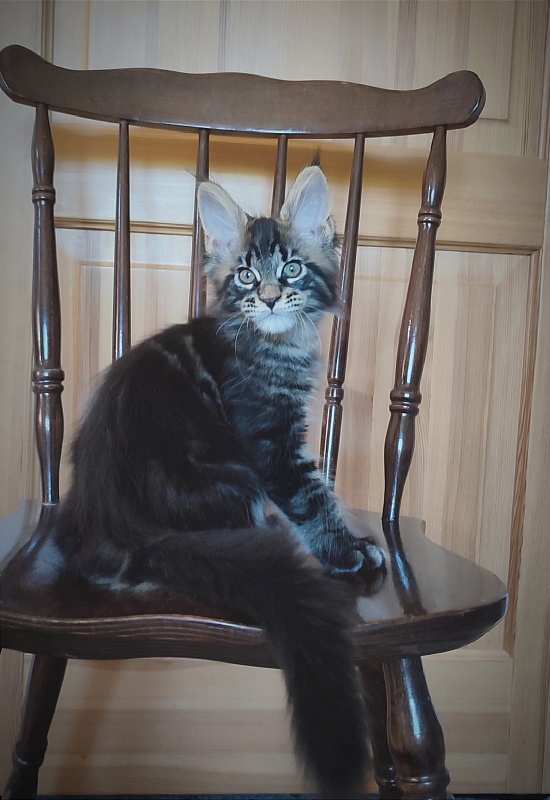 Baiden Monterini - Kitten maine-coon 2 months 1.5 week