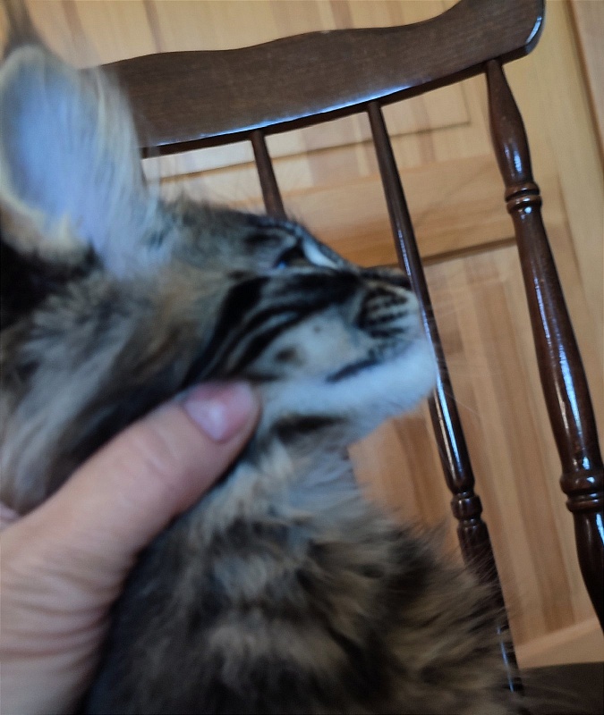 Baiden Monterini - Kitten maine-coon 3 months 1.5 week