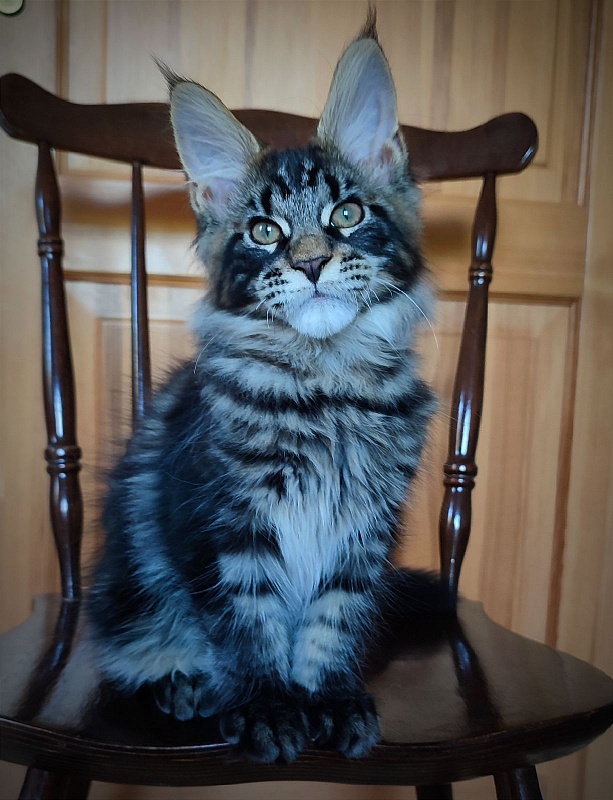 Baiden Monterini - Kitten maine-coon 3 months 1.5 week