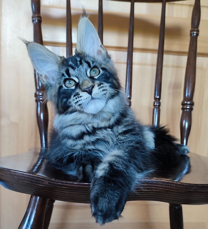 Baiden Monterini - Kitten maine-coon 3 months 1.5 week