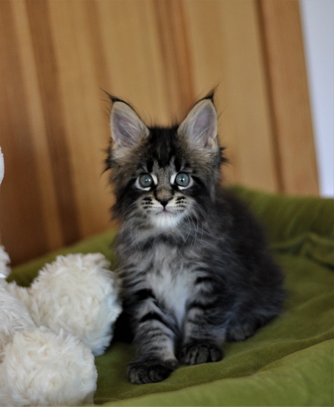 Baiden Monterini - Kitten maine-coon 1 month 2 weeks