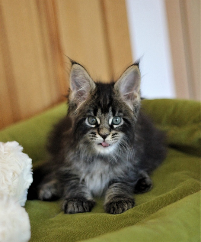 Baiden Monterini - Kitten maine-coon 1 month 2 weeks