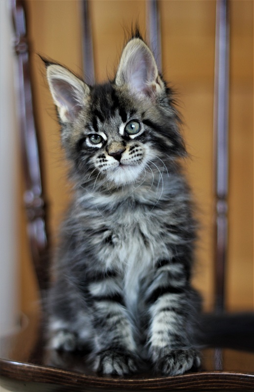 Baiden Monterini - Kitten maine-coon 1 month 4 weeks