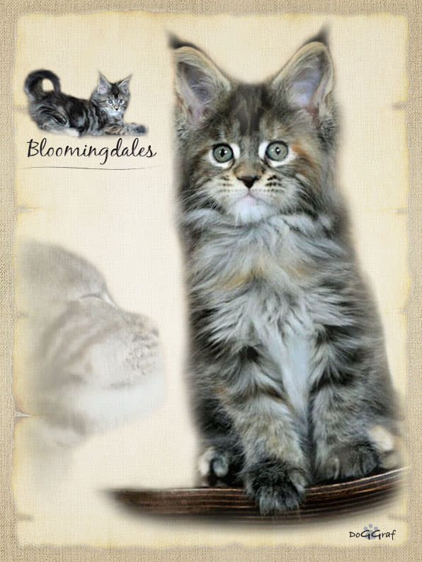 Bloomingdales Monterini - Кошеня мейн-кун 1 місяць 4 тижні