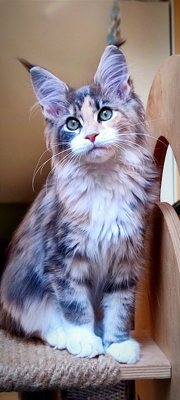 UA*Cremma Monterini - Kitten maine-coon 3 months