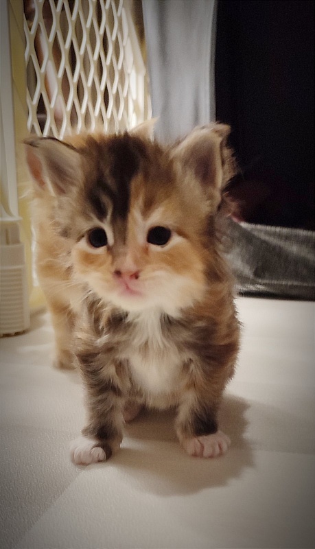 Dee Monterini - Kitten maine-coon 3 weeks