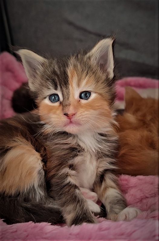 Dee Monterini - Kitten maine-coon 3.5 weeks
