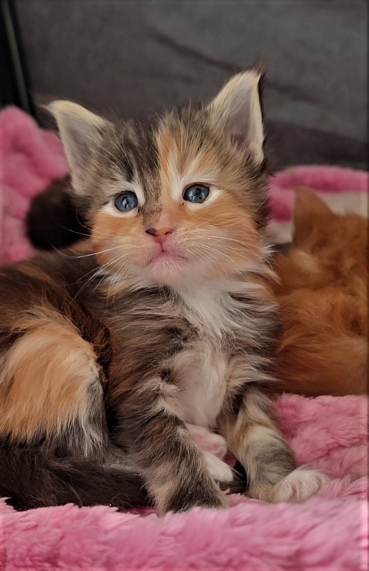 Dee Monterini - Kitten maine-coon 3.5 weeks