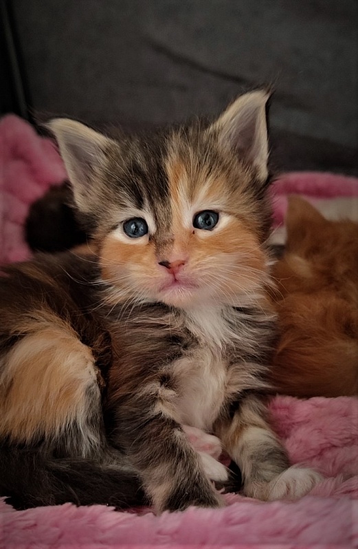Dee Monterini - Kitten maine-coon 3.5 weeks