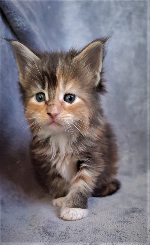 Dee Monterini - Kitten maine-coon 1 month