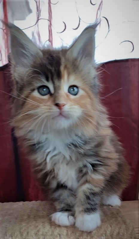 Dee Monterini - Kitten maine-coon 1 month 2.5 weeks