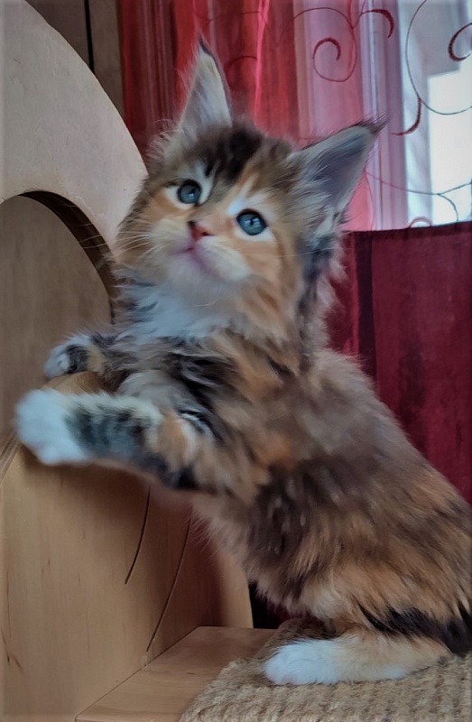 Dee Monterini - Kitten maine-coon 1 month 2.5 weeks