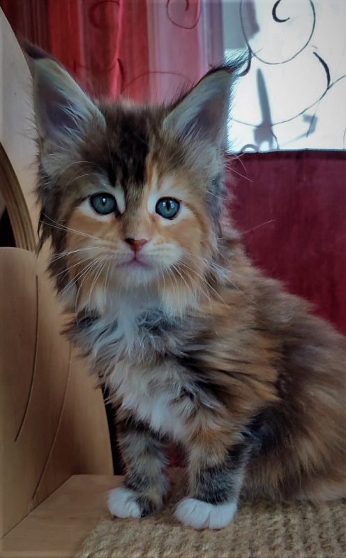 Dee Monterini - Kitten maine-coon 1 month 2.5 weeks