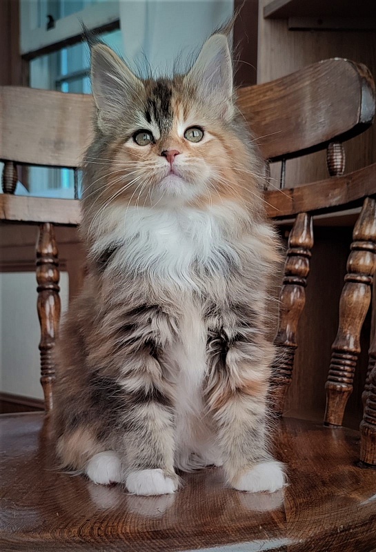 Dee Monterini - Kitten maine-coon 2 months 1.5 week