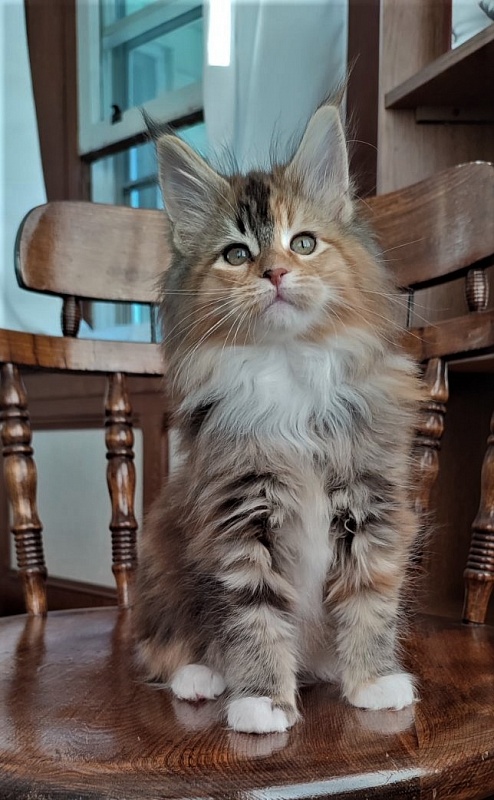 Dee Monterini - Kitten maine-coon 2 months 1.5 week