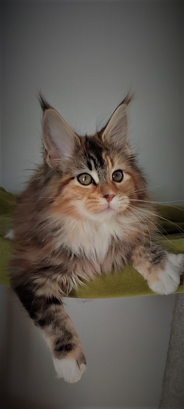 Dee Monterini - Kitten maine-coon 3 months 1 week