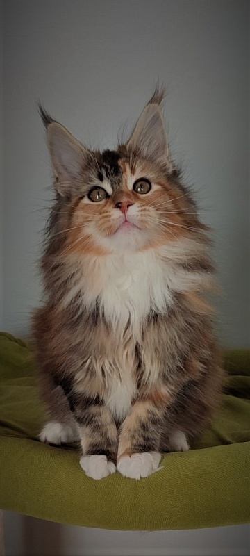 Dee Monterini - Kitten maine-coon 3 months 1 week