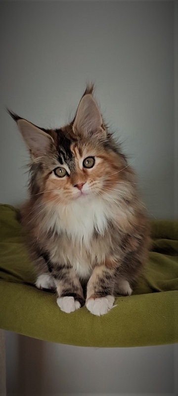 Dee Monterini - Kitten maine-coon 3 months 1 week