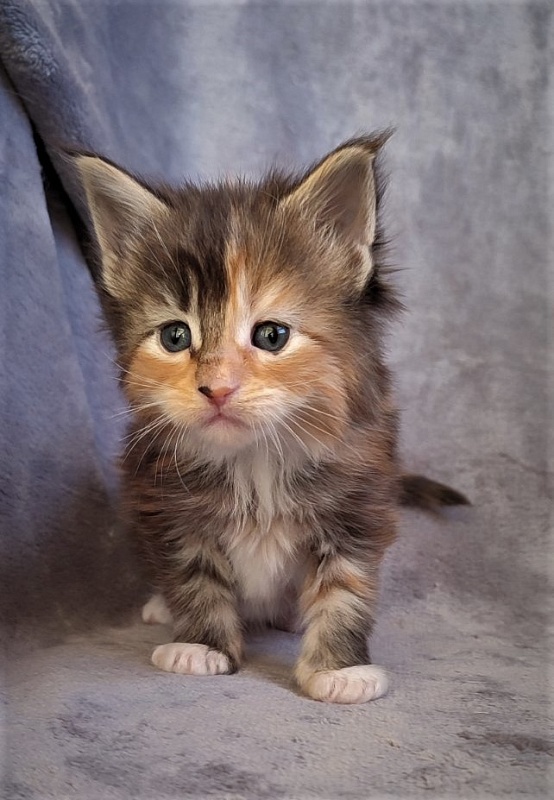 Dee Monterini - Kitten maine-coon 1 month