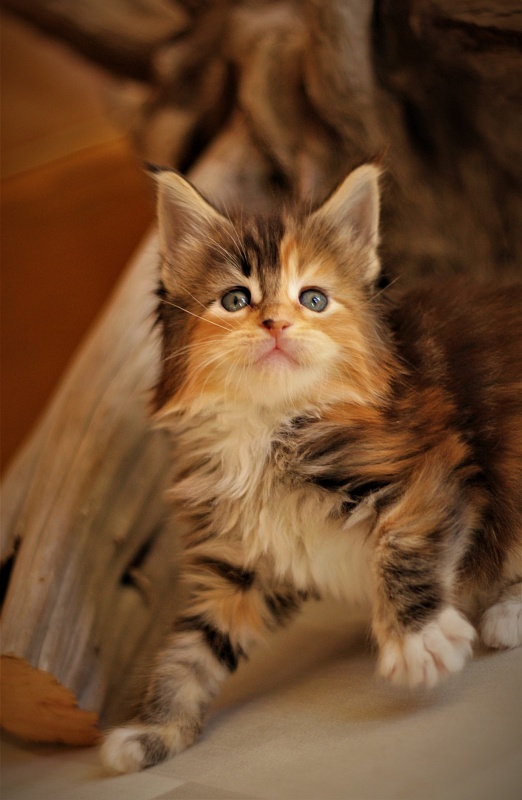 Dee Monterini - Kitten maine-coon 1 month 0.5 weeks