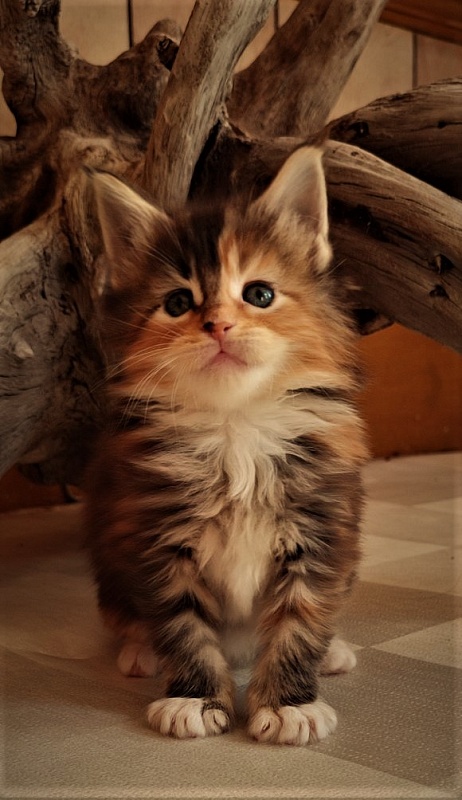 Dee Monterini - Kitten maine-coon 1 month 0.5 weeks