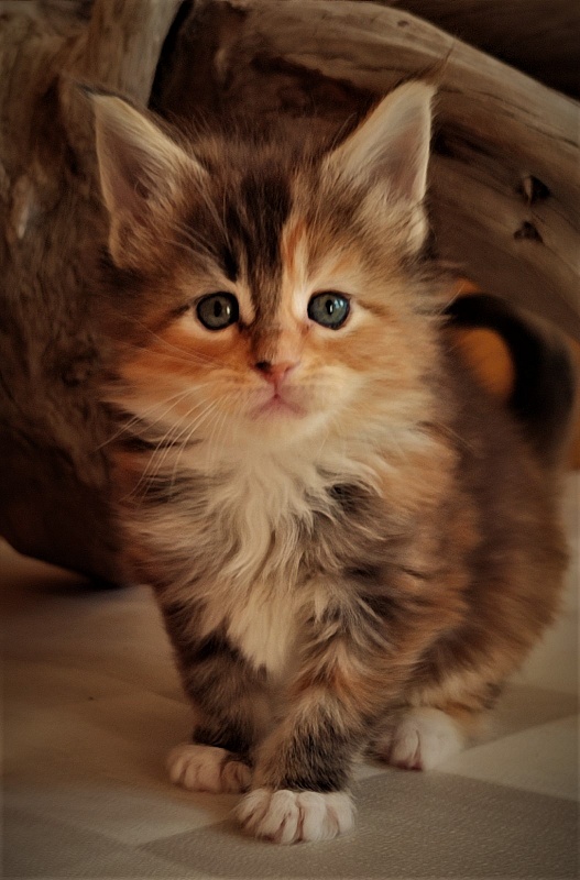 Dee Monterini - Kitten maine-coon 1 month 0.5 weeks