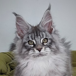 Ewok Monterini