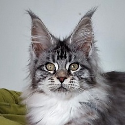 Eterra Monterini