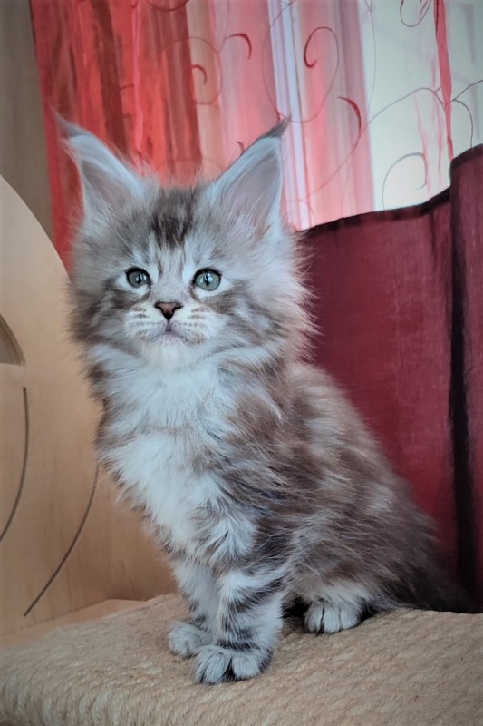 UA*Enola Monterini - Kitten maine-coon 1 month 2 weeks
