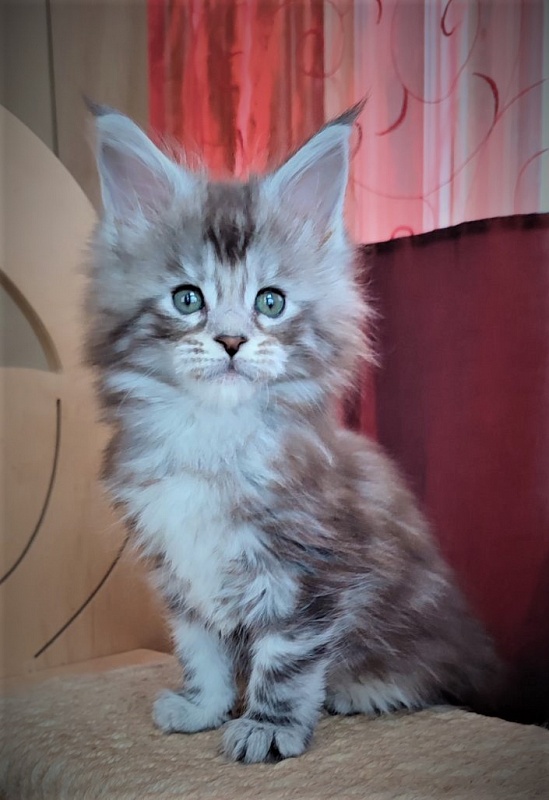 UA*Enola Monterini - Kitten maine-coon 1 month 2 weeks