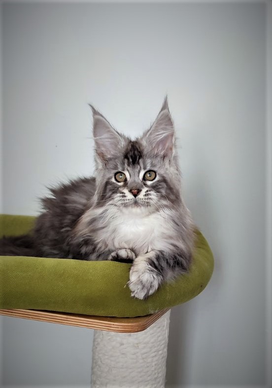 UA*Enola Monterini - Kitten maine-coon 3 months 2.5 weeks