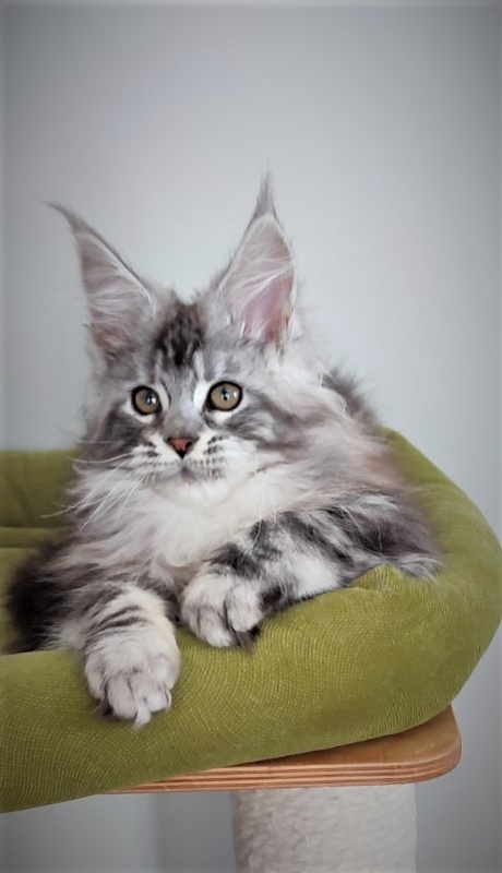 UA*Enola Monterini - Kitten maine-coon 3 months 2.5 weeks