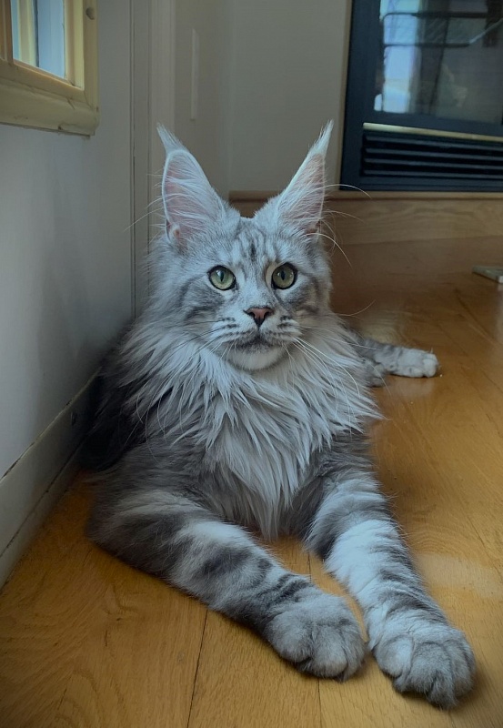 UA*Enola Monterini - Adult maine-coon 11 months 0.5 weeks