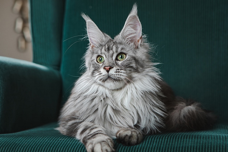 UA*Enola Monterini - Adult maine-coon 11 months 1 week