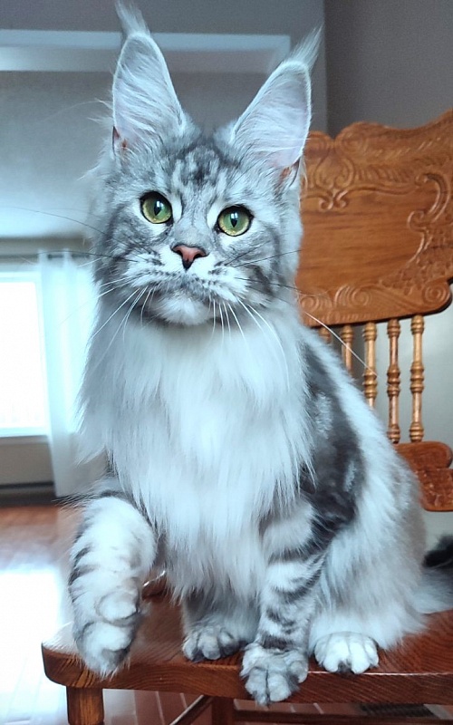 UA*Enola Monterini - Adult maine-coon 1 year 2 months