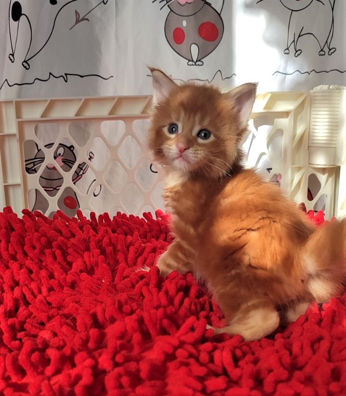 H'Cheetos Monterini - Kitten maine-coon 3.5 weeks