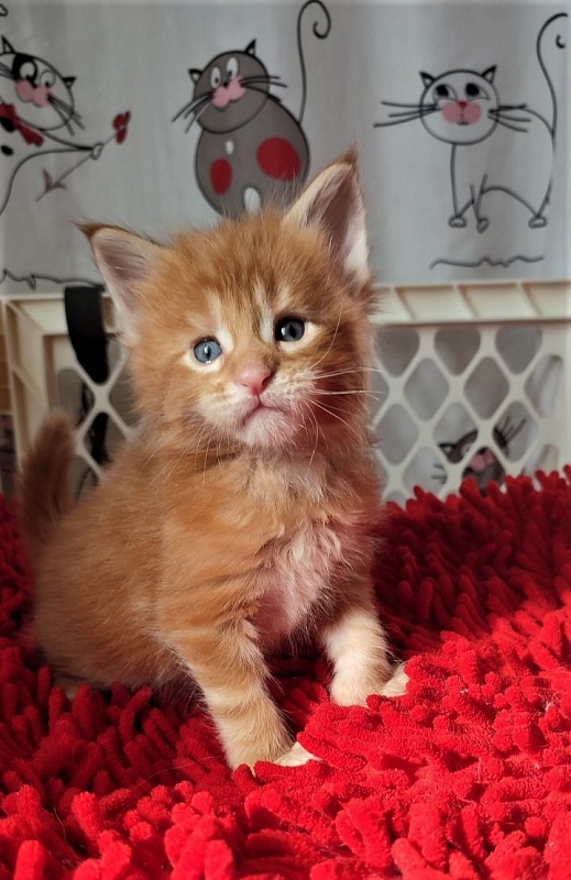 H'Cheetos Monterini - Kitten maine-coon 3.5 weeks