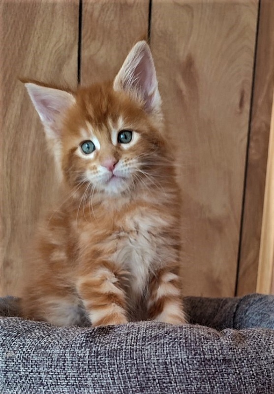 H'Cheetos Monterini - Kitten maine-coon 1 month 2 weeks
