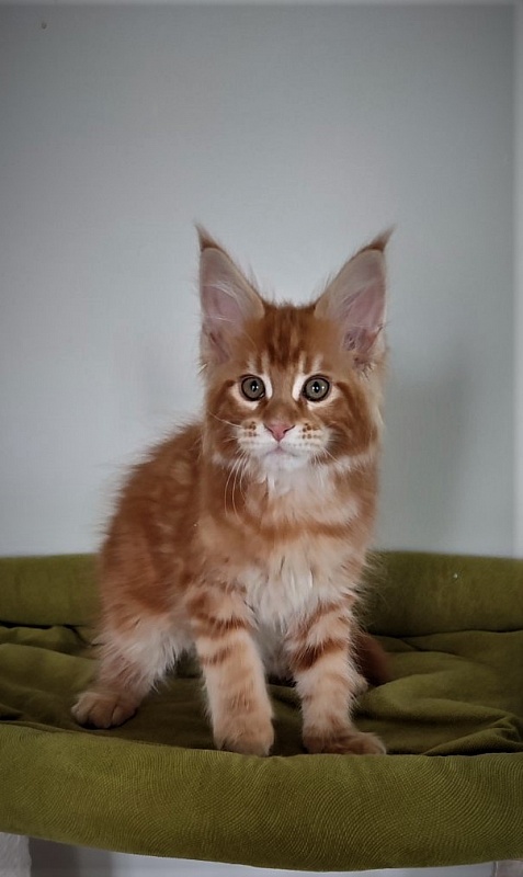 H'Cheetos Monterini - Kitten maine-coon 2.5 months