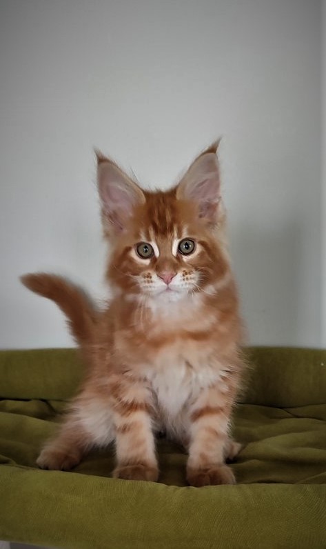 H'Cheetos Monterini - Kitten maine-coon 2.5 months