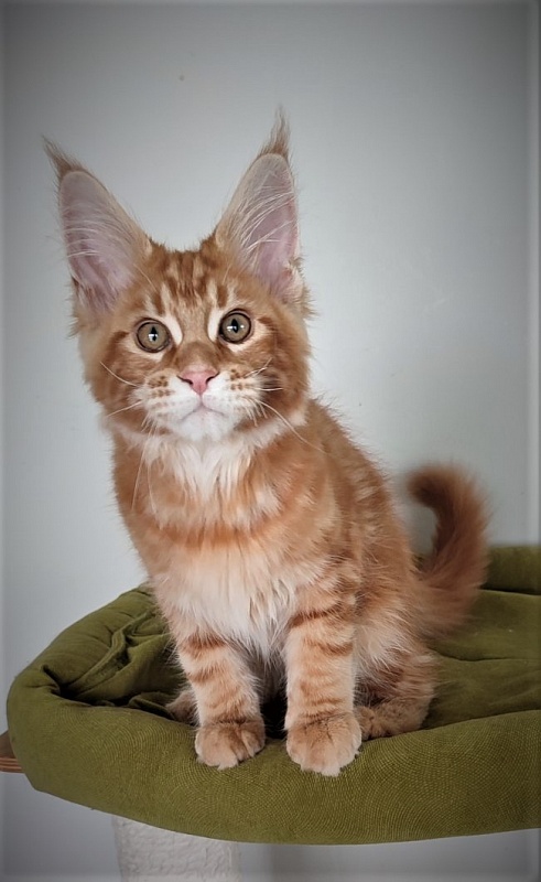 H'Cheetos Monterini - Kitten maine-coon 3 months 1.5 week