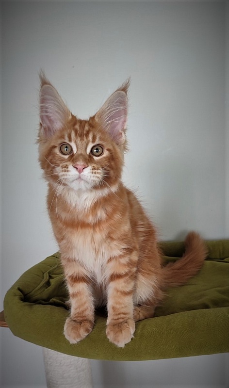 H'Cheetos Monterini - Kitten maine-coon 3 months 1.5 week
